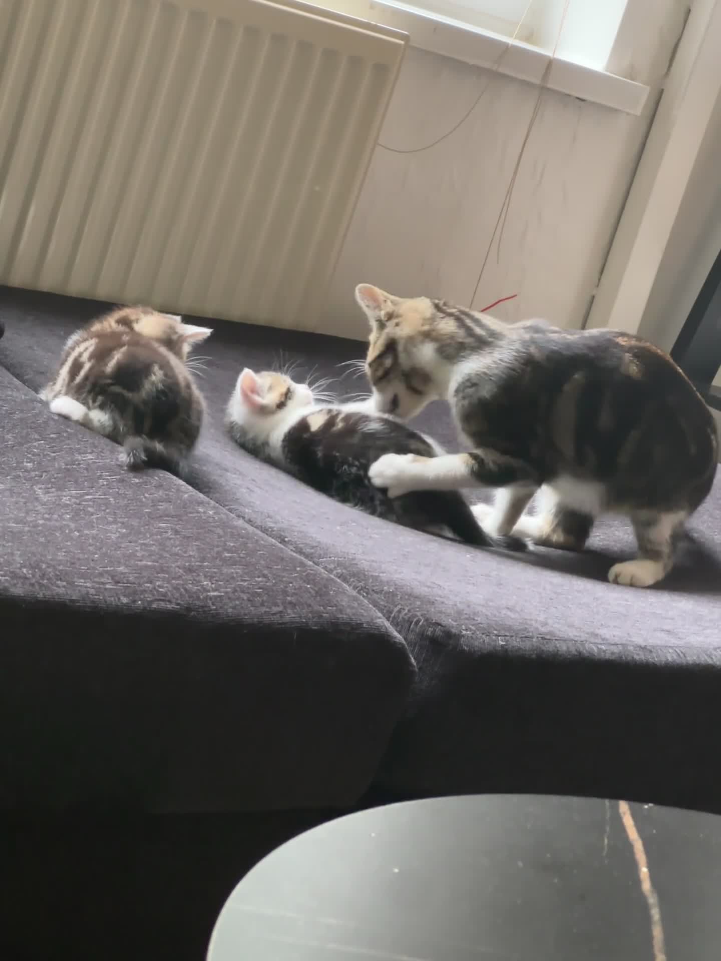 Aegean cats for sale: Cats for sale; they are tame, playful,  - Video 1