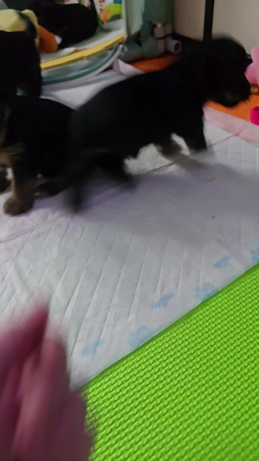 Yorkshire Terrier dogs for sale: Yorkshire terrier  - Video 1