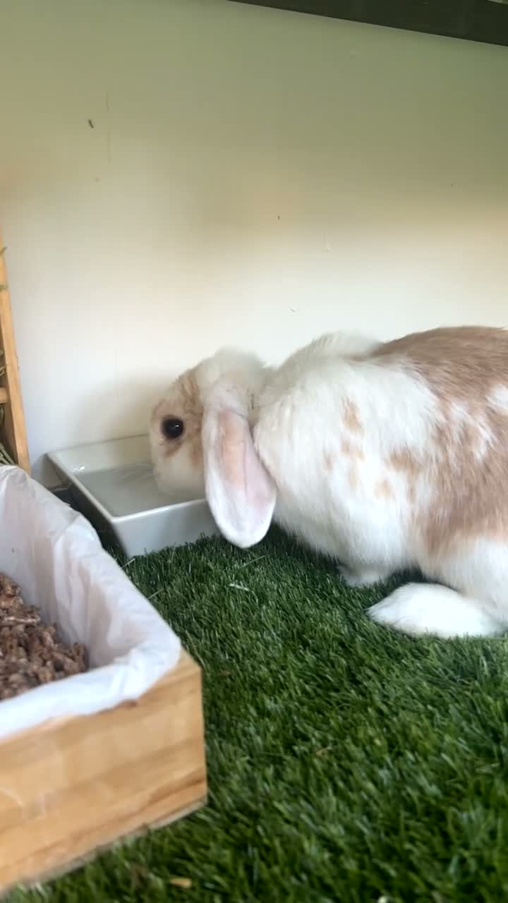 Mini Lop rabbits for sale: White & Brown Mini Lop (Female) in Colchester - Video 2
