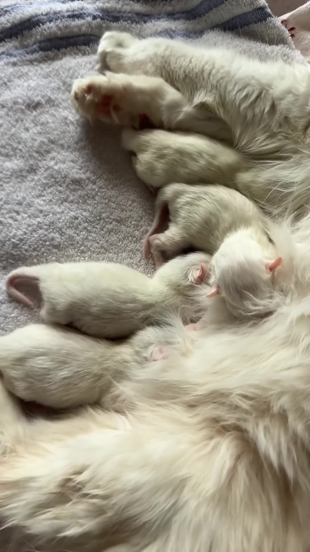 Ragcoon cats for sale: Kittens for sale  - Video 1