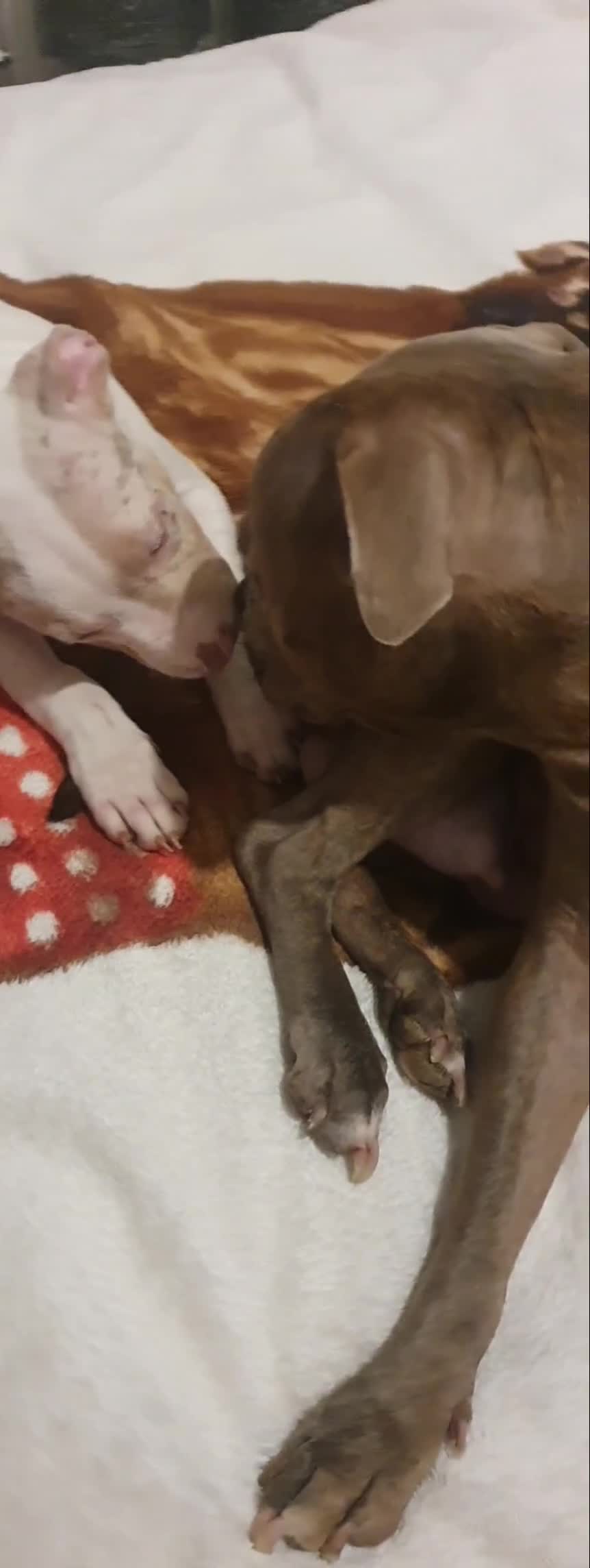 Staffordshire Bull Terrier dogs for sale: Staffy puppies  in Plymouth - Video 1