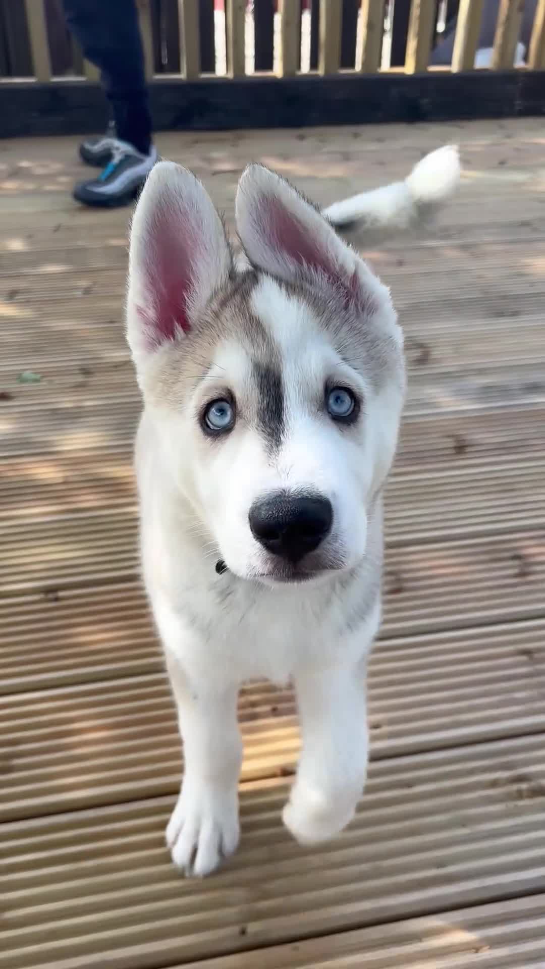 Siberian Husky dogs for sale: LAST Siberian Husky Puppy - Fully Vaccinated - Video 1