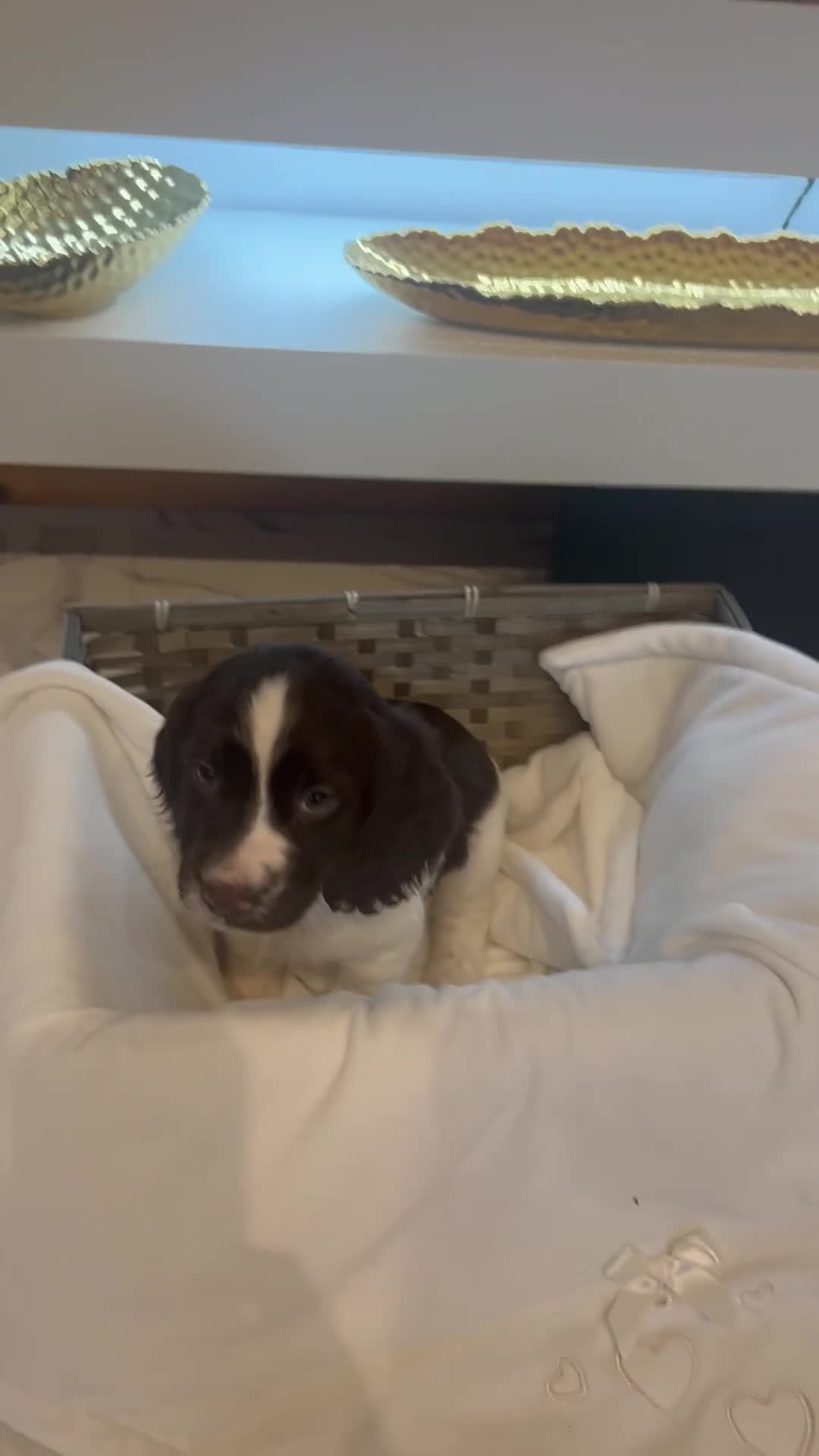 Cocker Spaniel dogs for sale: Rainbow litter cocker spaniel puppies  - Video 2