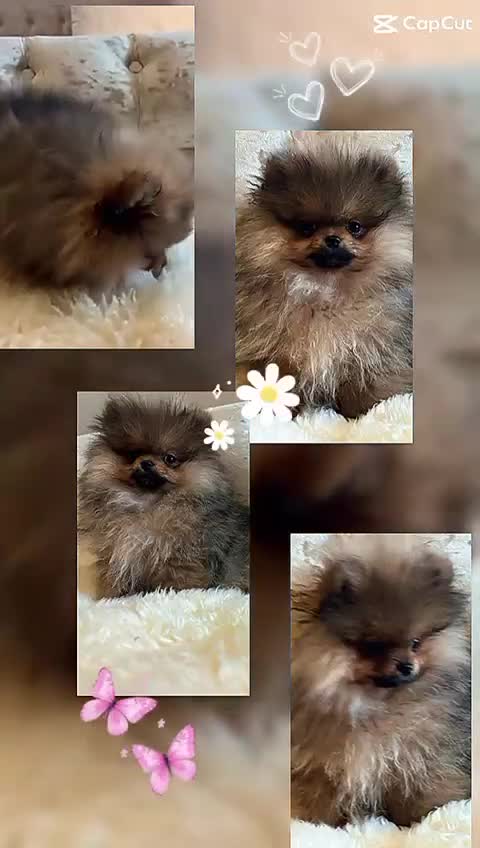 Pomeranian dogs for sale: Kc teddy bear pom babies  - Video 3