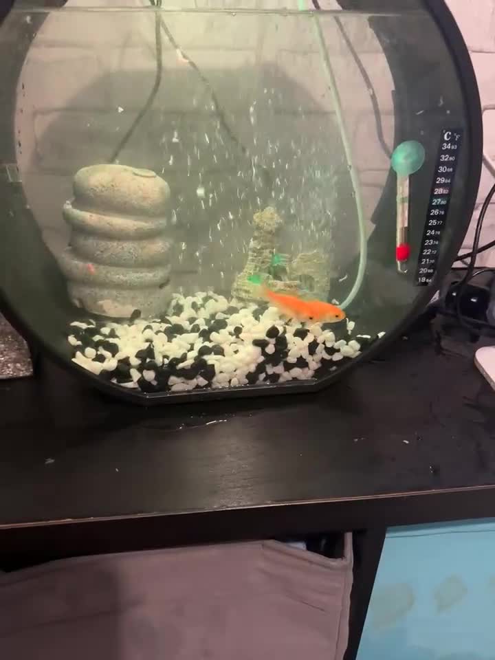 Goldfish fish for sale: Gold fish  - Video 1