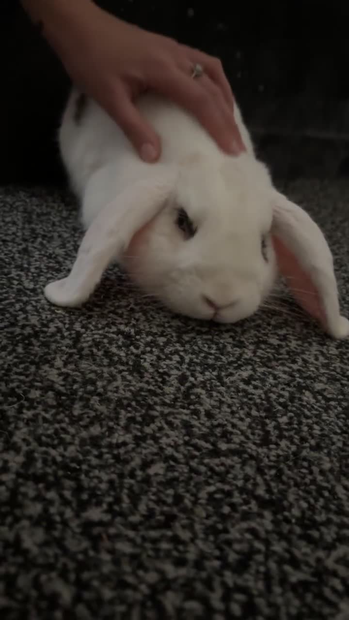 Mini Lop rabbits for sale: Mini Lop Bunny  - Video 3