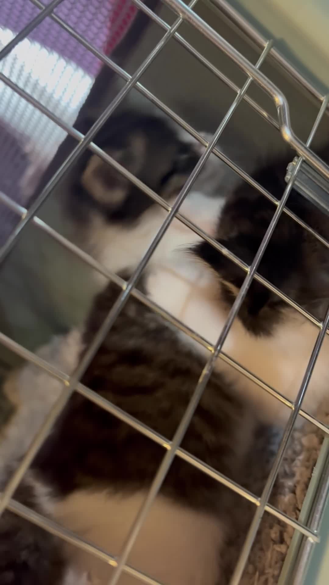 Mixed Breed cats for sale: Furry 2 girl kittens - Video 2