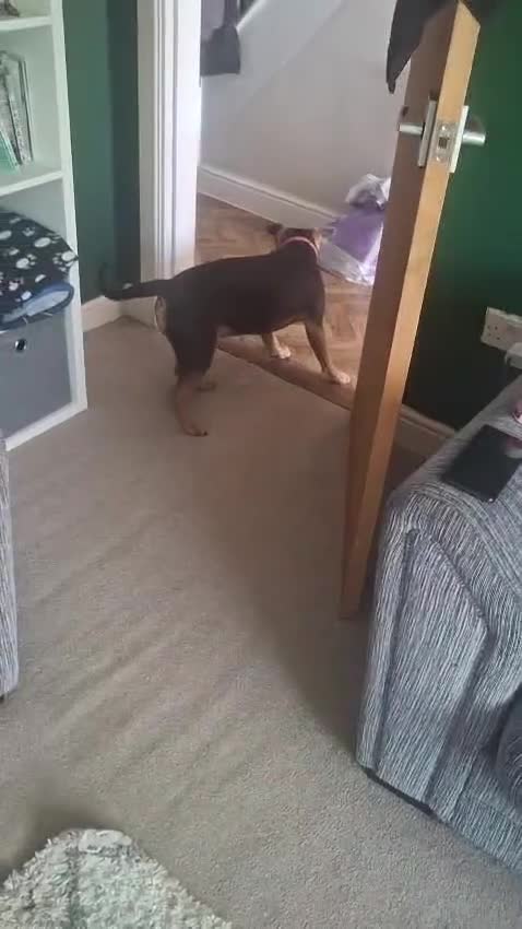 Mixed Breed dogs for sale: Skye  7 month  mix breed  beautiful dog - Video 2