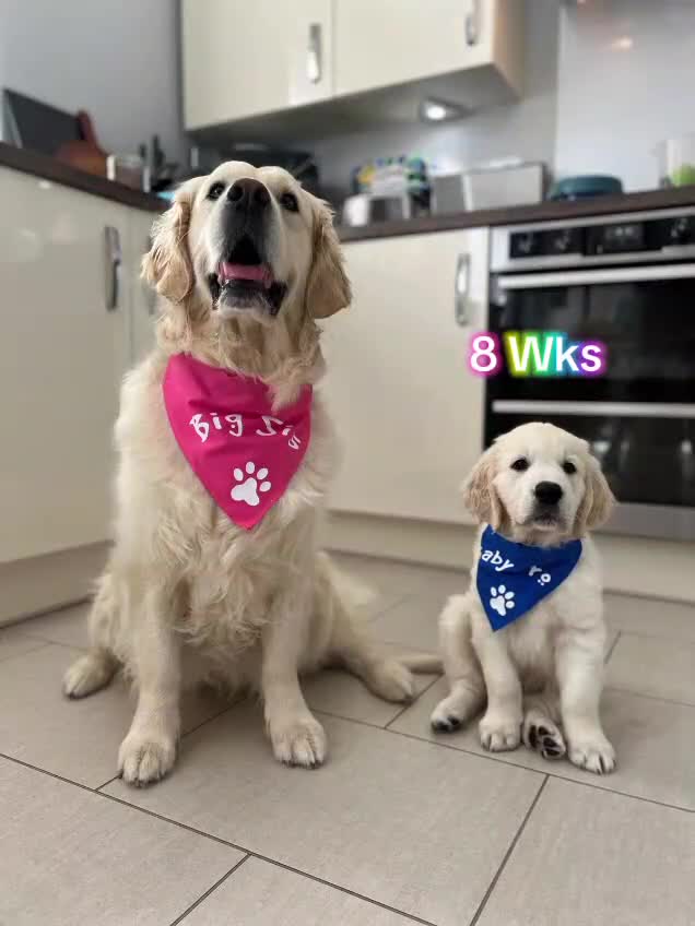 Golden Retriever dogs for sale: Stunning Puppies Ready Now (Updated pics) - Video 1