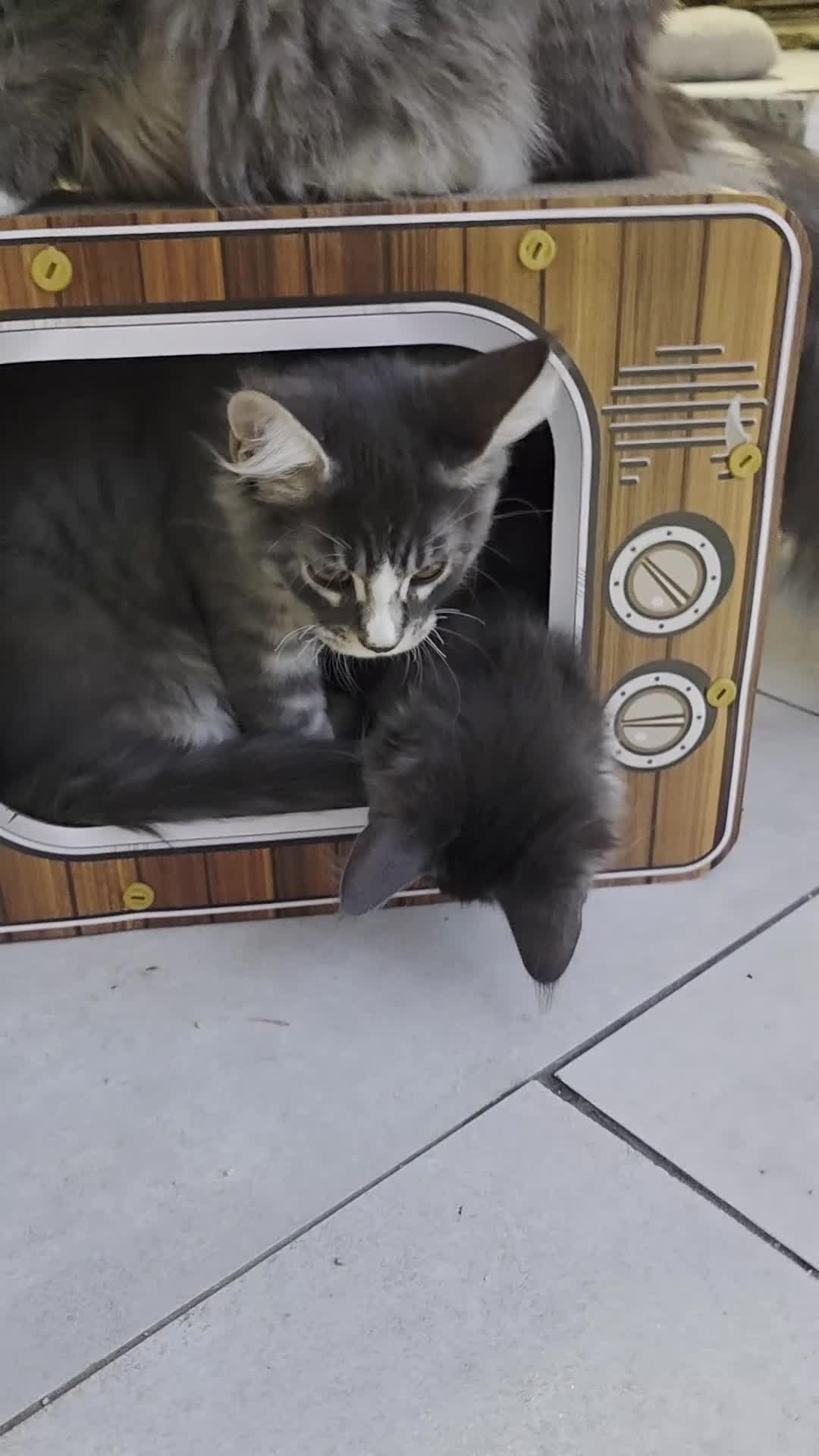 Maine Coon cats for sale: ❤️ TICA Registered Maine Coon Kittens Ready Now ❤️ - Video 1