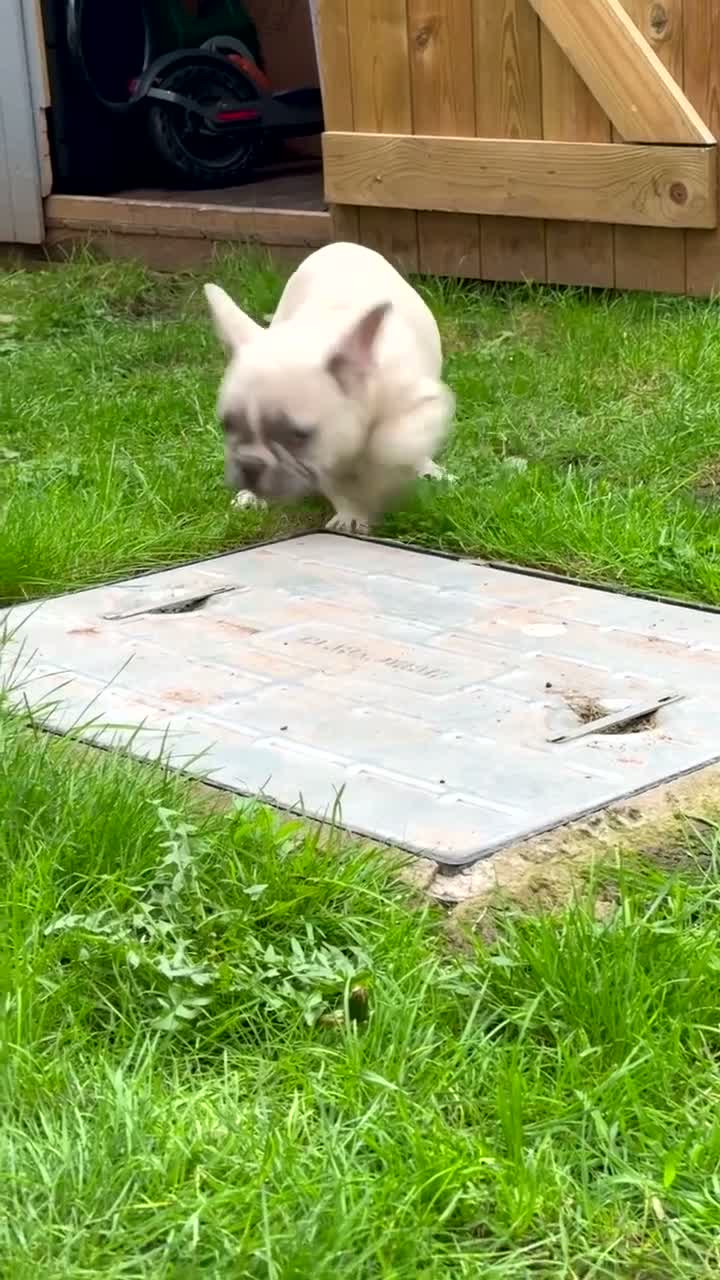 French Bulldog dogs for sale: *** STUNNING FULL PEDIGREE FRENCH BULLDOG PUPPY ** - Video 1