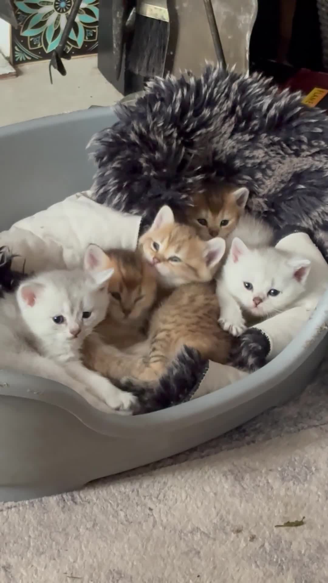 British Shorthair cats for sale: Exquisite litter of rare silver and golden bsh. - Video 3