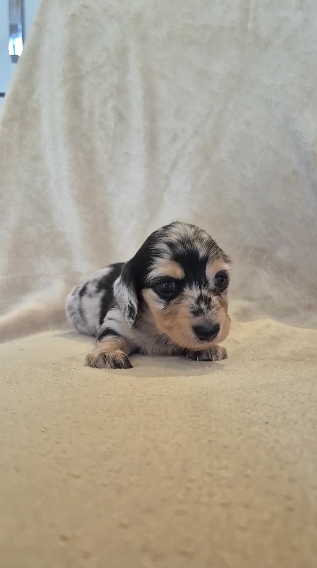 Miniature Dachshund dogs for sale: Miniature dachshunds long haired  - Video 1