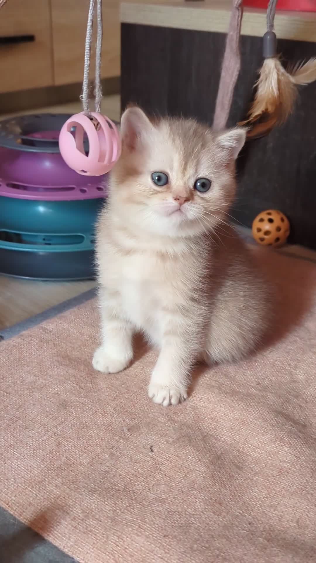 Scottish Fold cats for sale: TICA Registered Scottish kittens  in Peterborough - Video 2