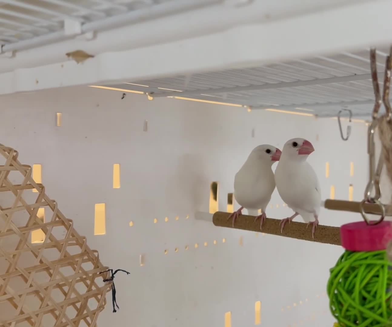 Finches birds for sale: female baby Java sparrow (finches) for sale   - Video 1