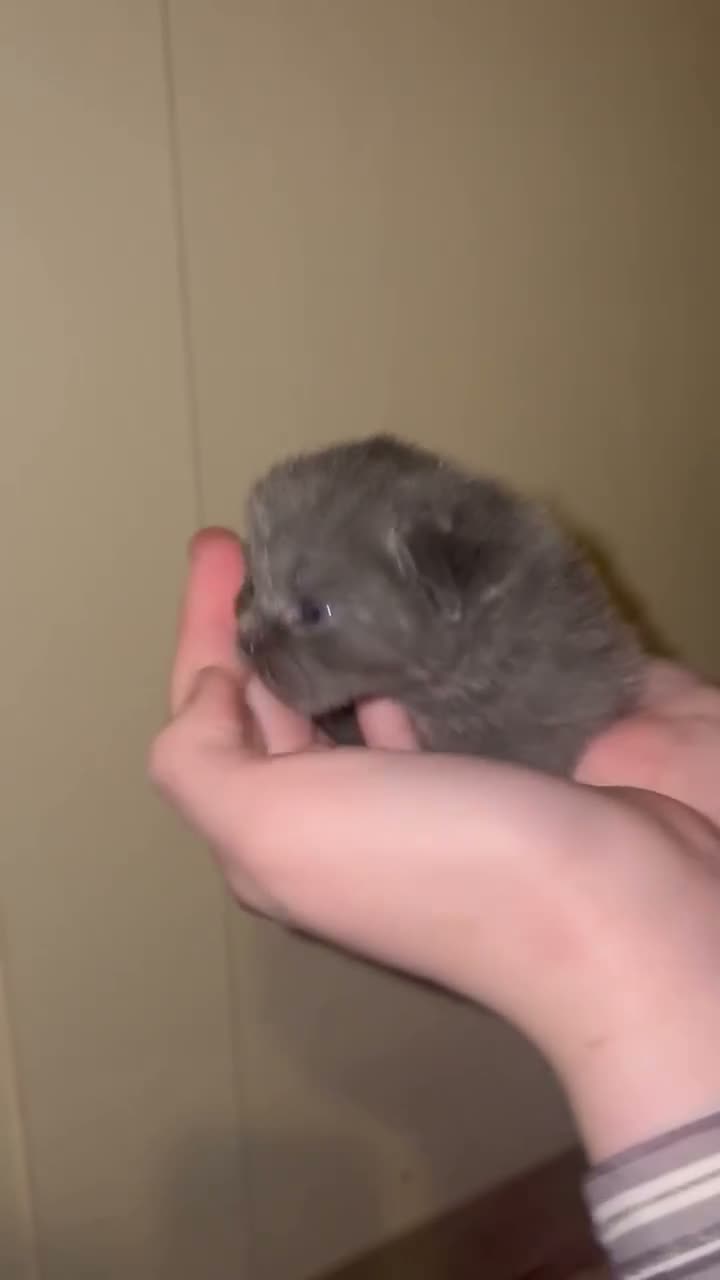 Persian cats for sale: Persian x british shorthaired kittens - Video 1