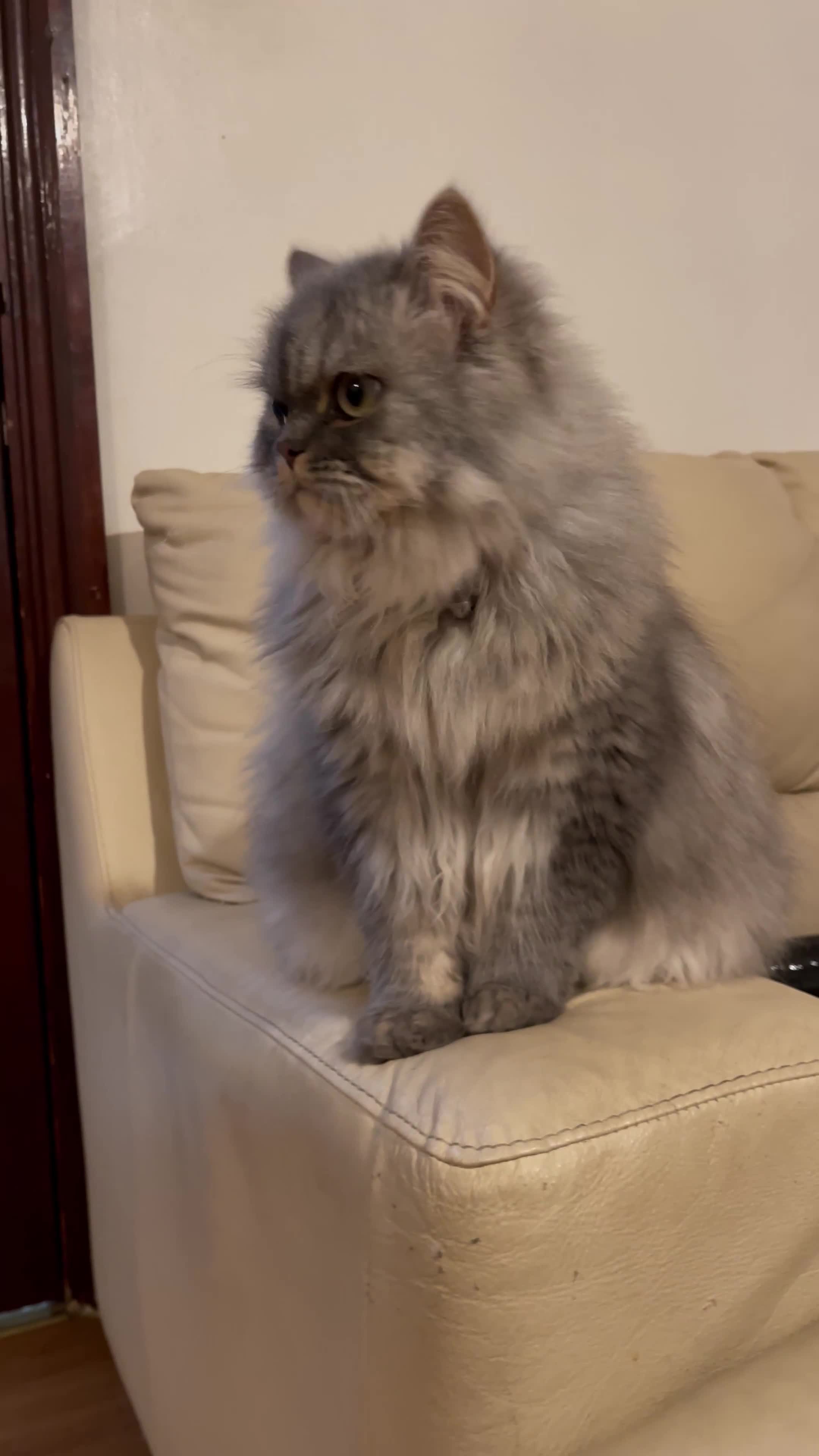 Persian cats for sale: Persian male  - Video 2