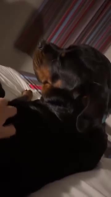 Rottweiler dogs for stud: KC Registered Proven Health Tested Rottweiler Stud - Video 4