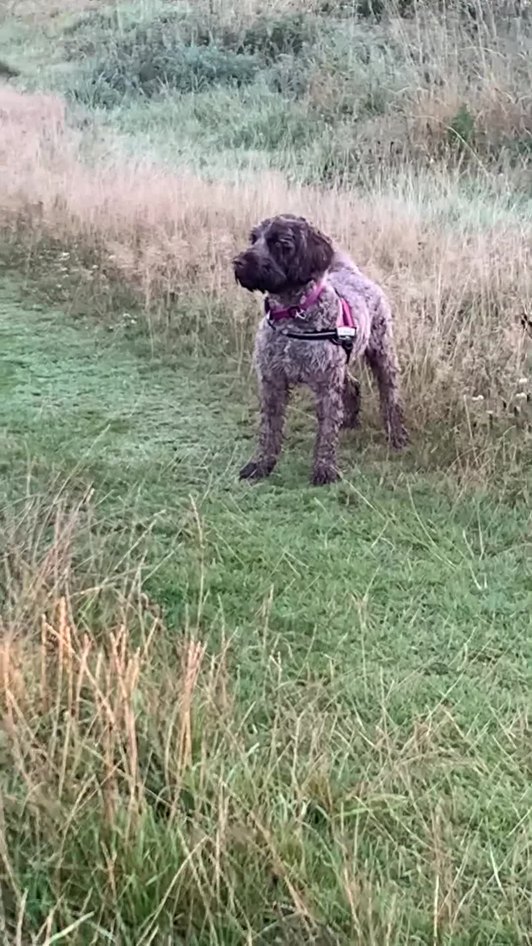 Mixed Breed dogs for sale: Experienced spaniel home adolescent sprockerpoo - Video 1