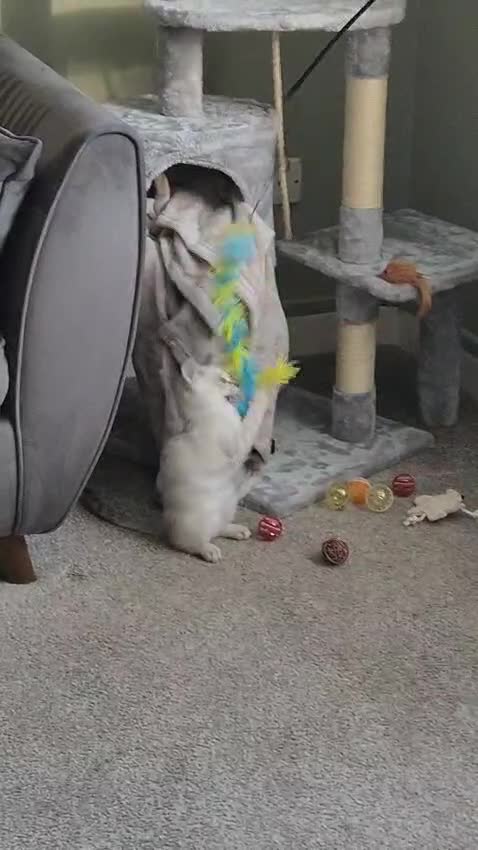 Bengal cats for sale: Guaranteed to be Cuddly *ready now*   - Video 3