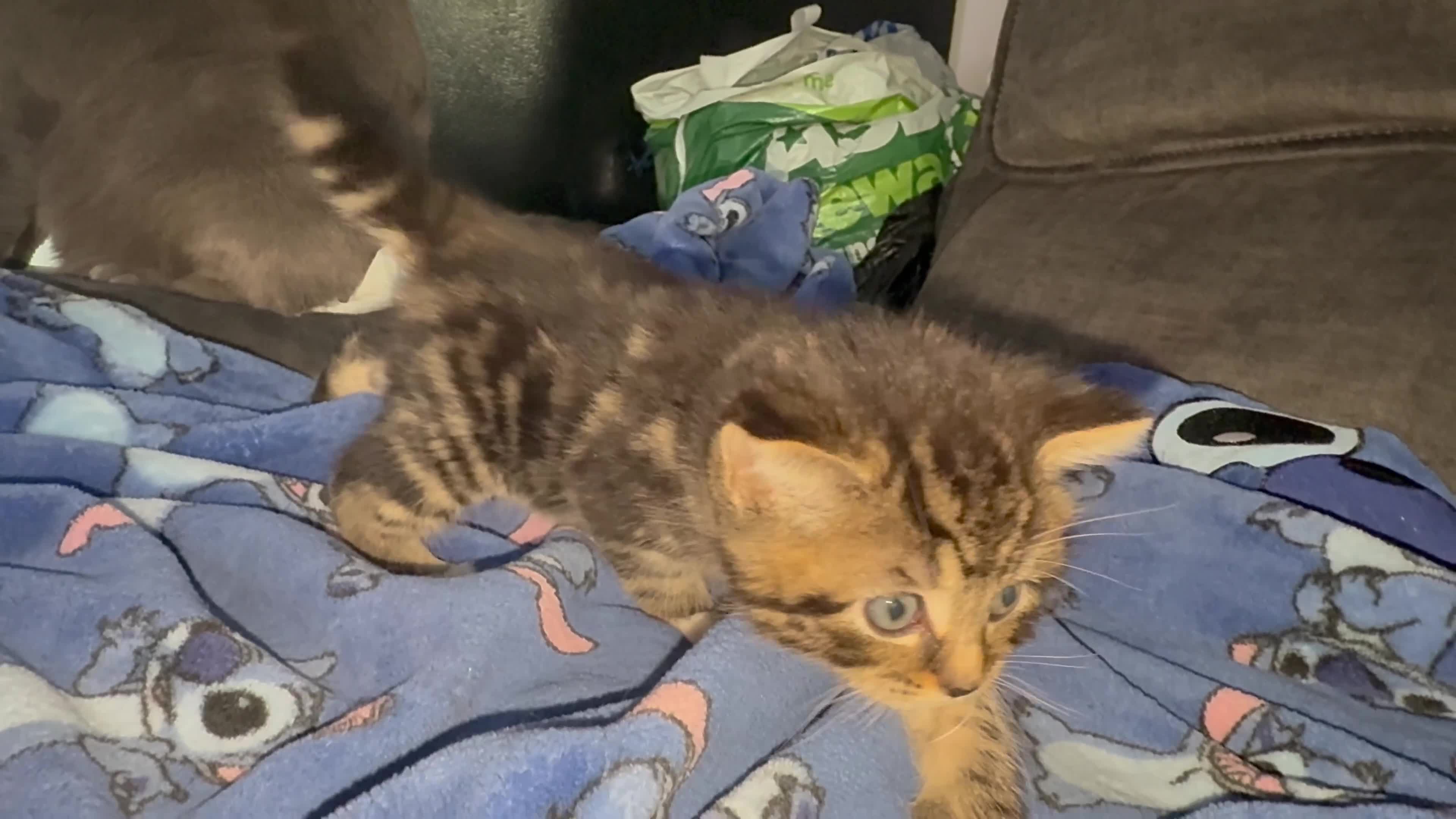 British Shorthair cats for sale: British short hair mixed kittens  - Video 1