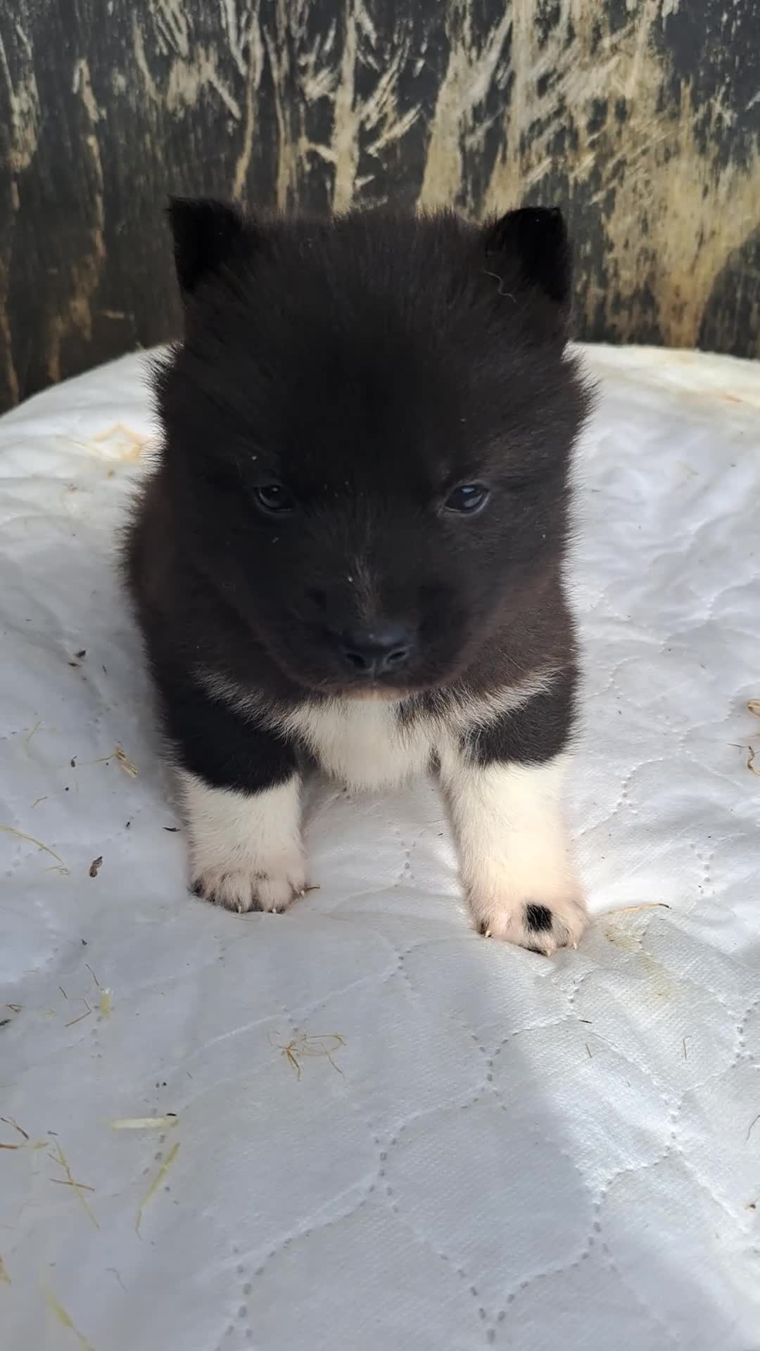 Siberian Husky dogs for sale: Unique Siberian Husky puppies - Video 4