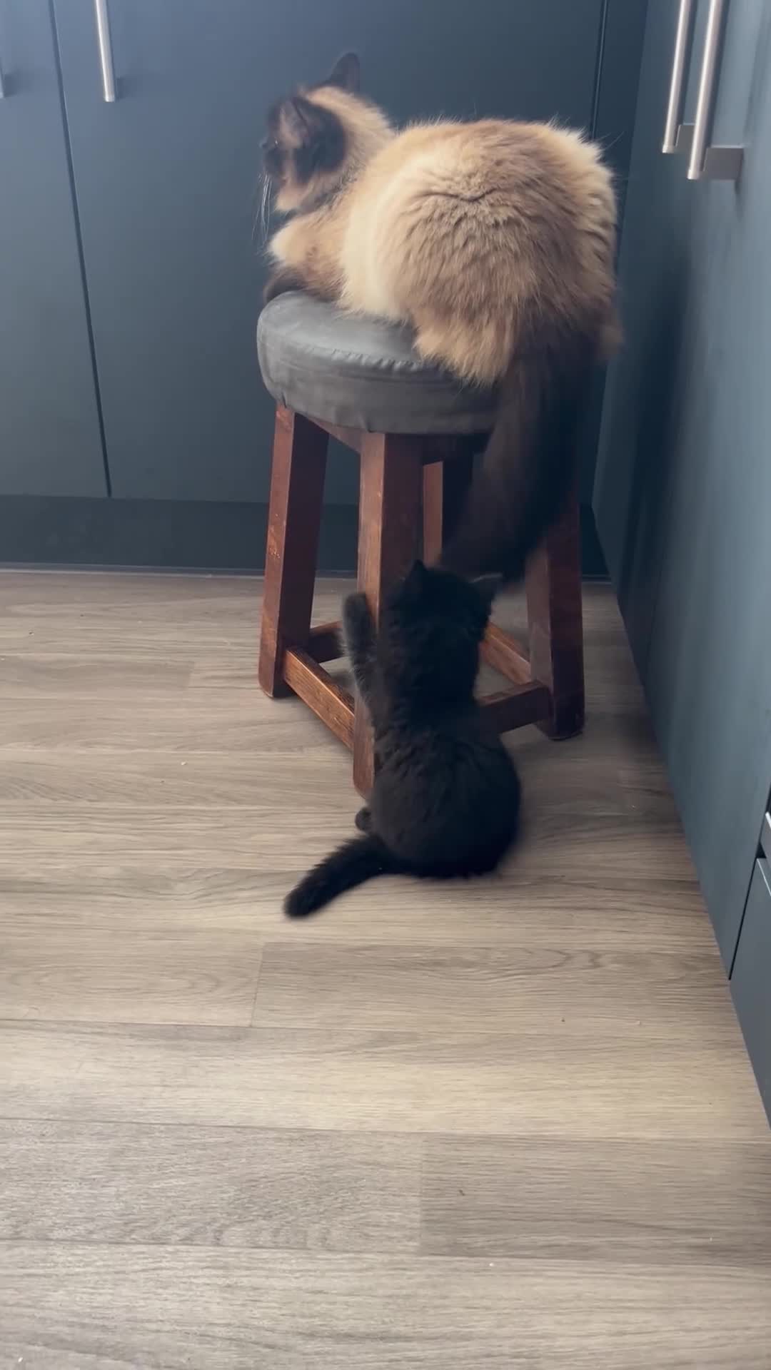 Ragdoll cats for sale: 2 beautiful ragdolls ready for their forever home - Video 3