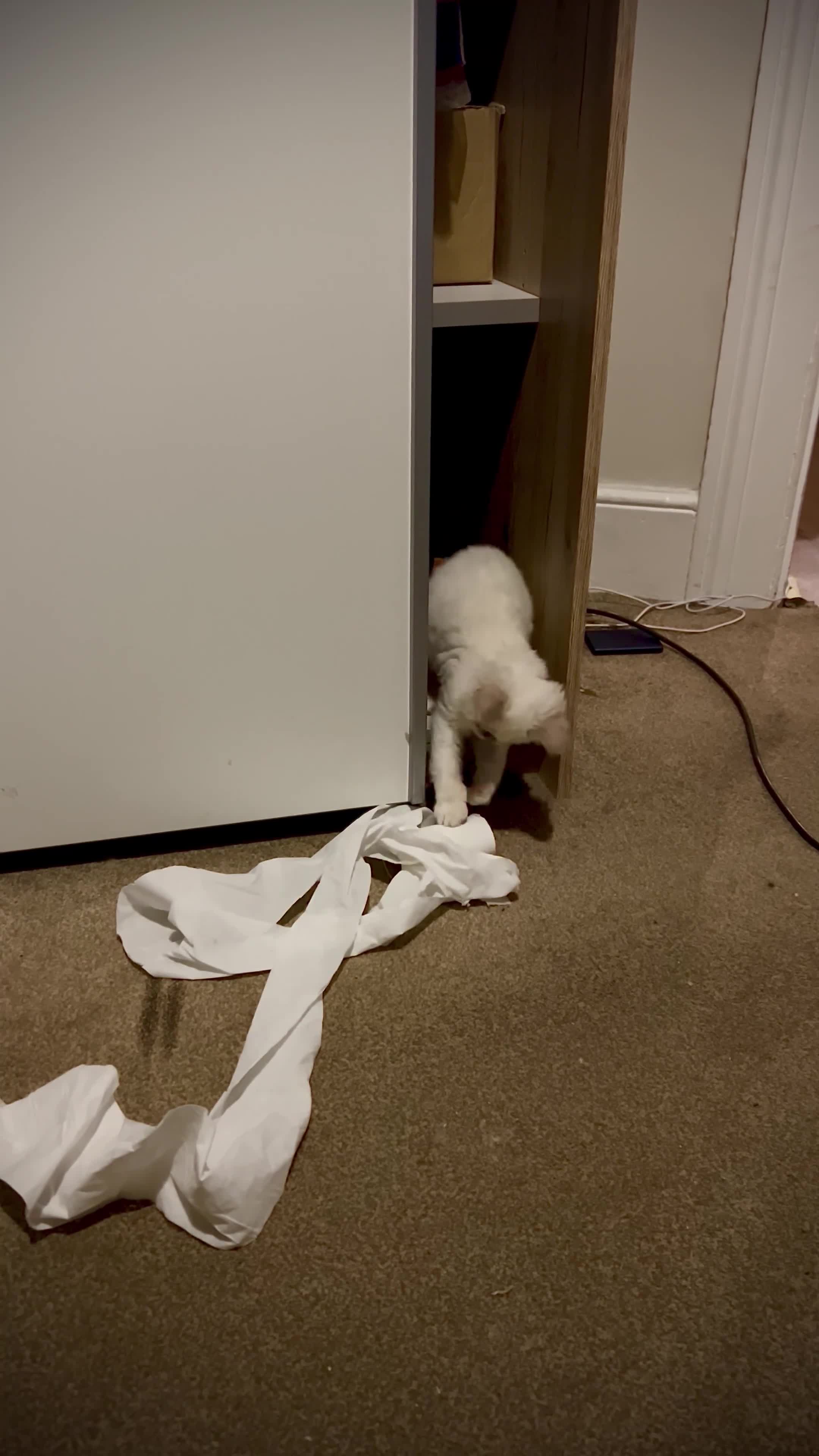 Selkirk Rex cats for sale: SELKIRK REX KITTENS  😻 - Video 1