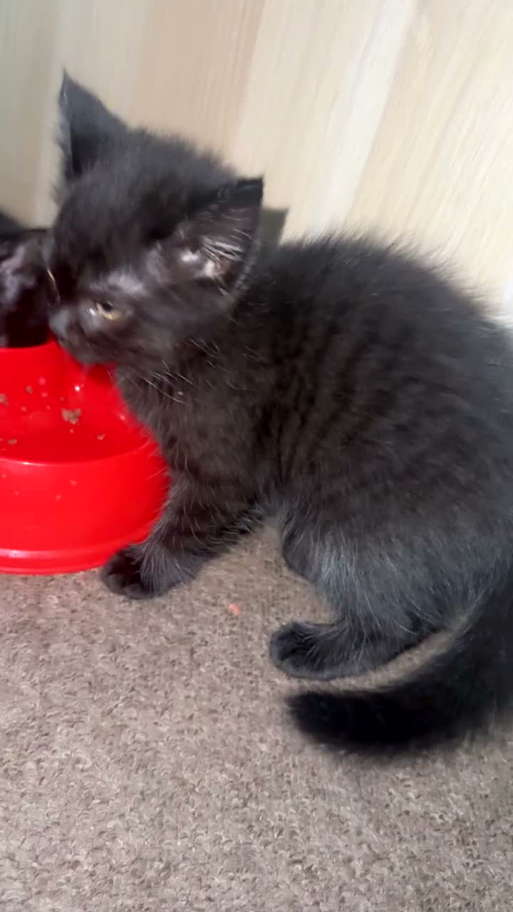 British Shorthair cats for sale: 3 Beautiful Kittens Looking for Forever Homes - Video 1