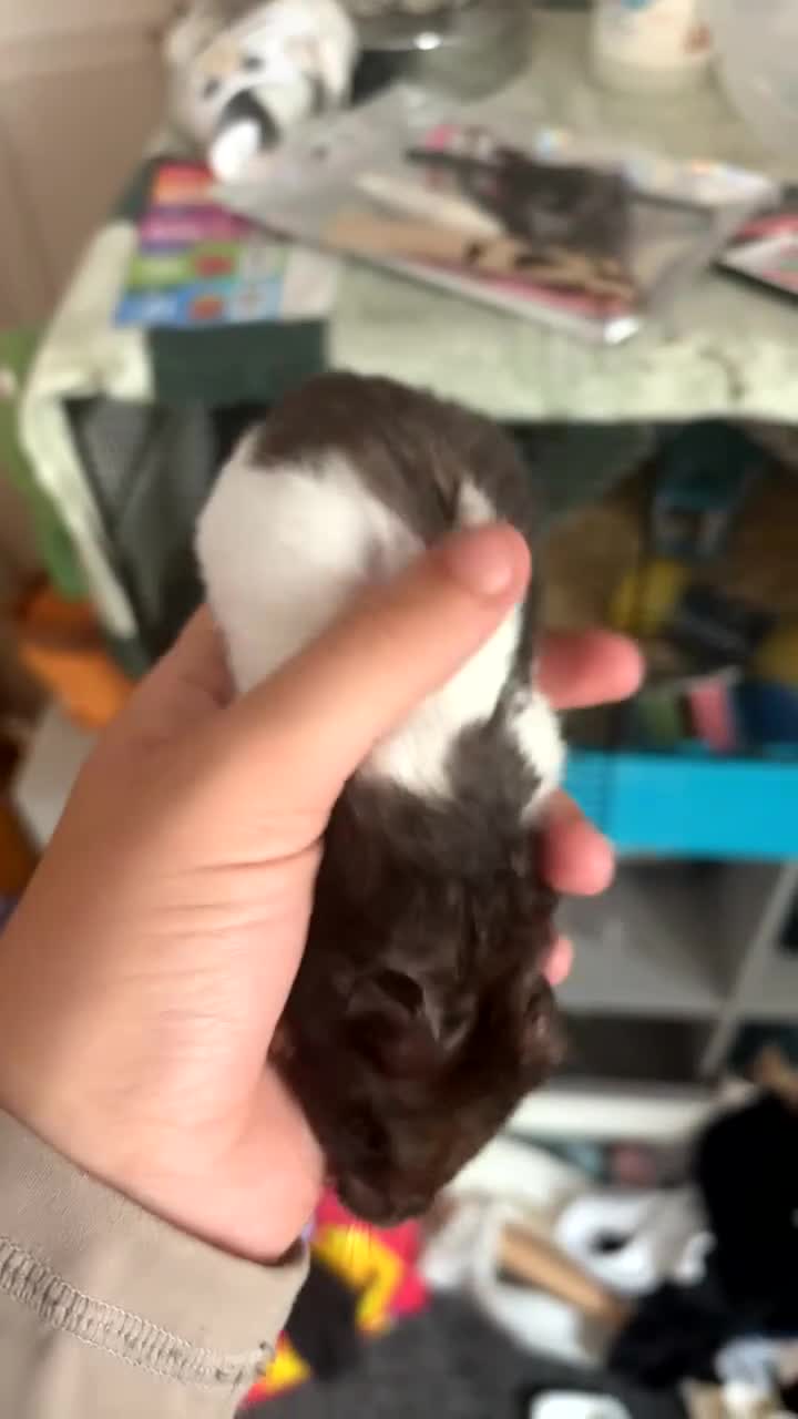 Hamster rodents for sale: male hamster  in Rotherham - Video 1