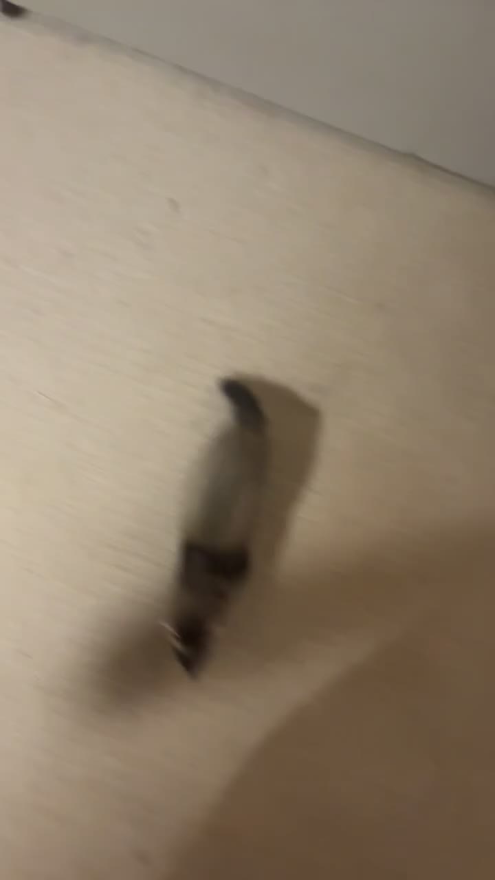 Ferret rodents for sale: Rehoming ferret hob 14 weeks in Newent - Video 3
