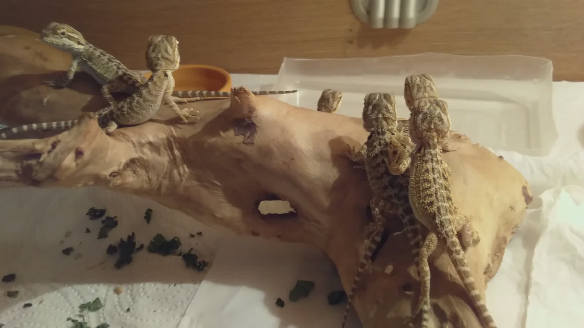 Bearded Dragon reptiles for sale: Stunning baby bearded dragons  - Video 1