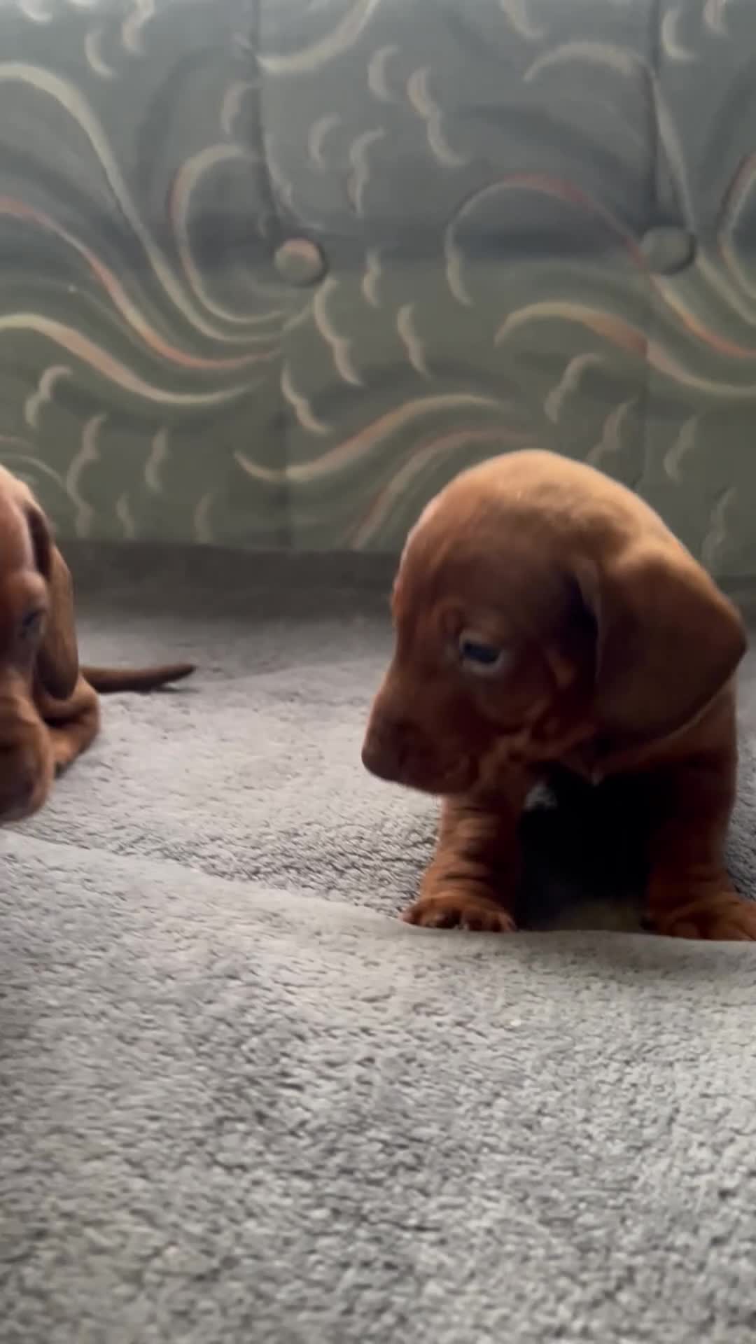 Dachshund dogs for sale: STUNNING KC REG STANDARD DACHSHUNDS  - Video 1