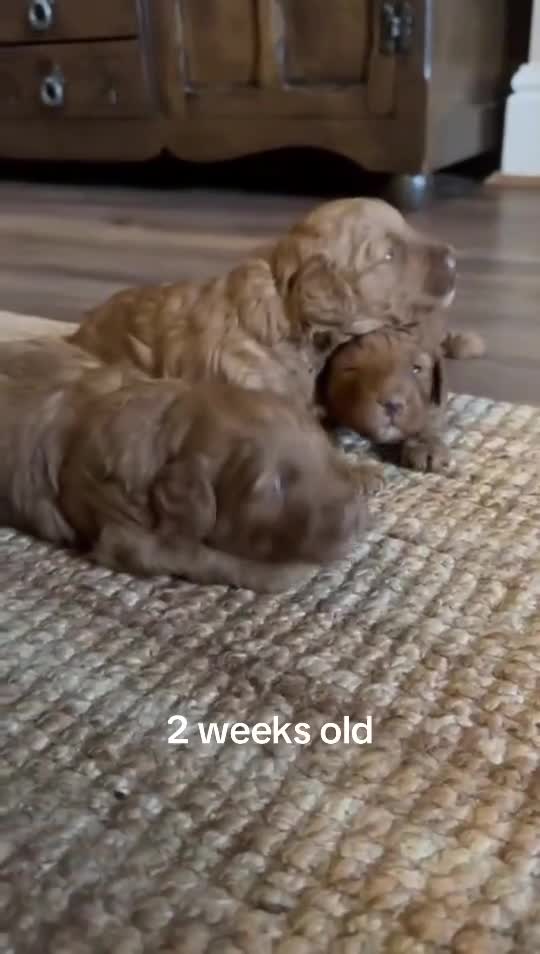 Cavapoo dogs for sale: Cavapoo puppies ready to leave on Mother’s Day  - Video 3