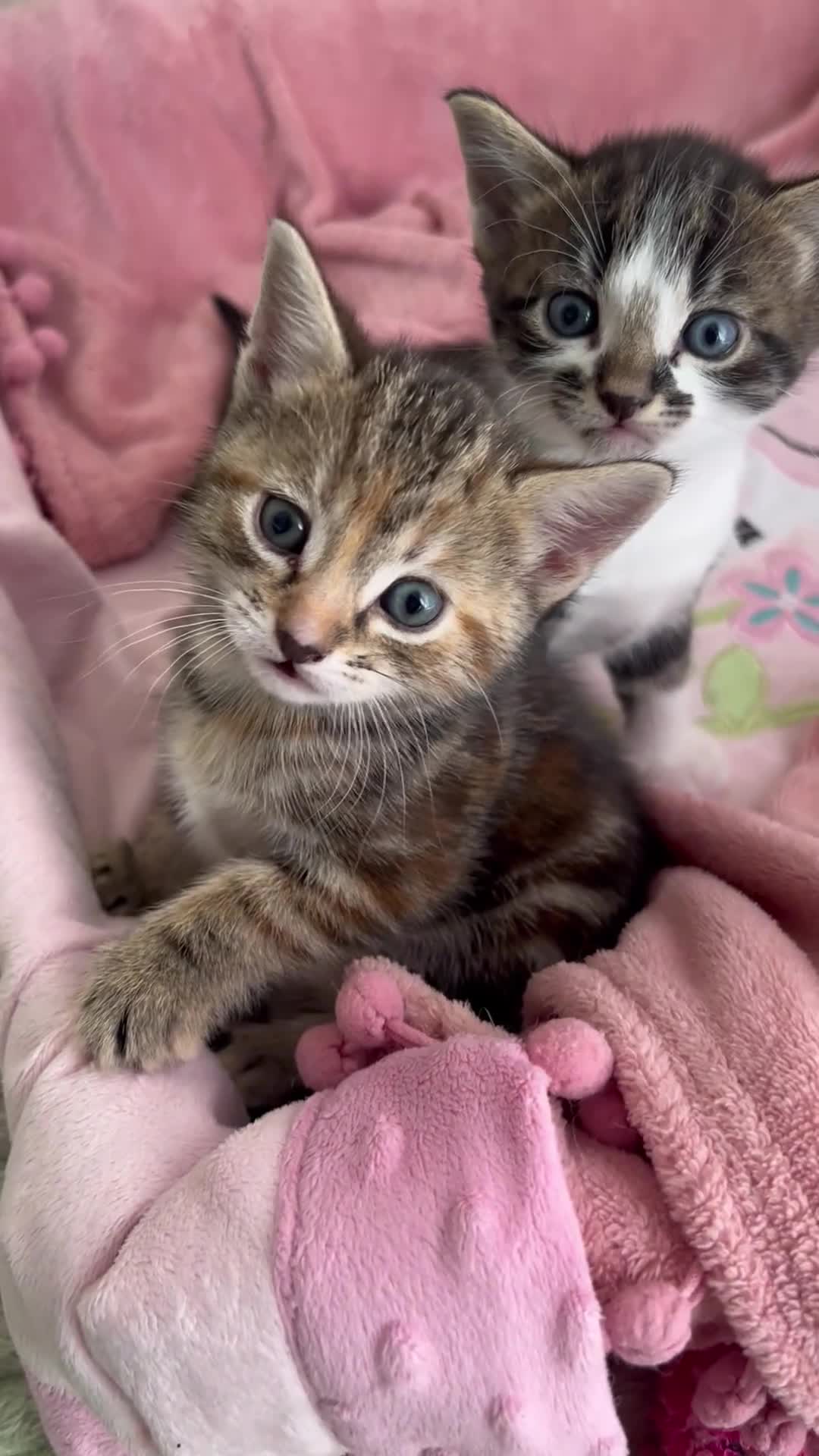 Mixed Breed cats for sale: Adorable and very playful kittens - Video 1