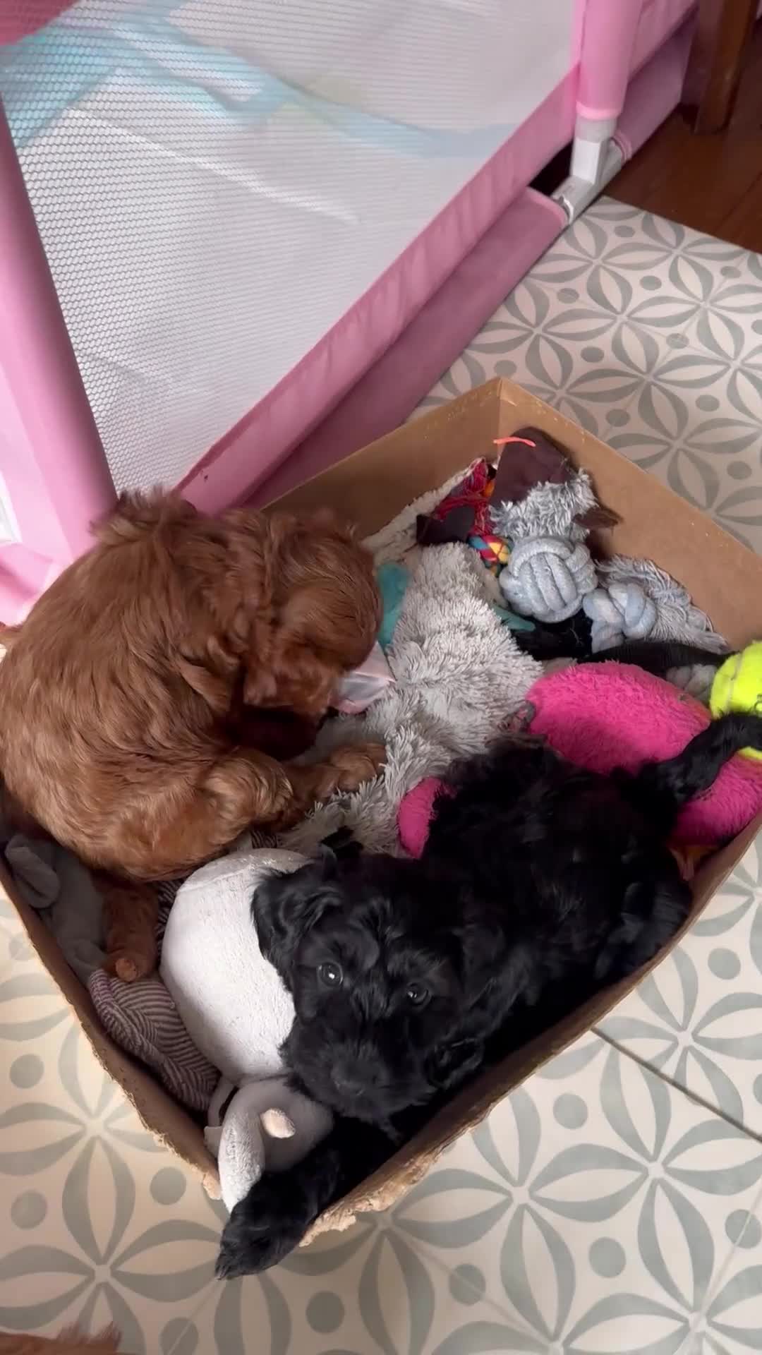 Cockapoo dogs for sale: Beautiful red cockapoo girl ready for new home - Video 2