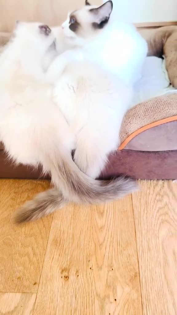 Ragdoll cats for sale: GCCF RAGDOLLS  - Video 4