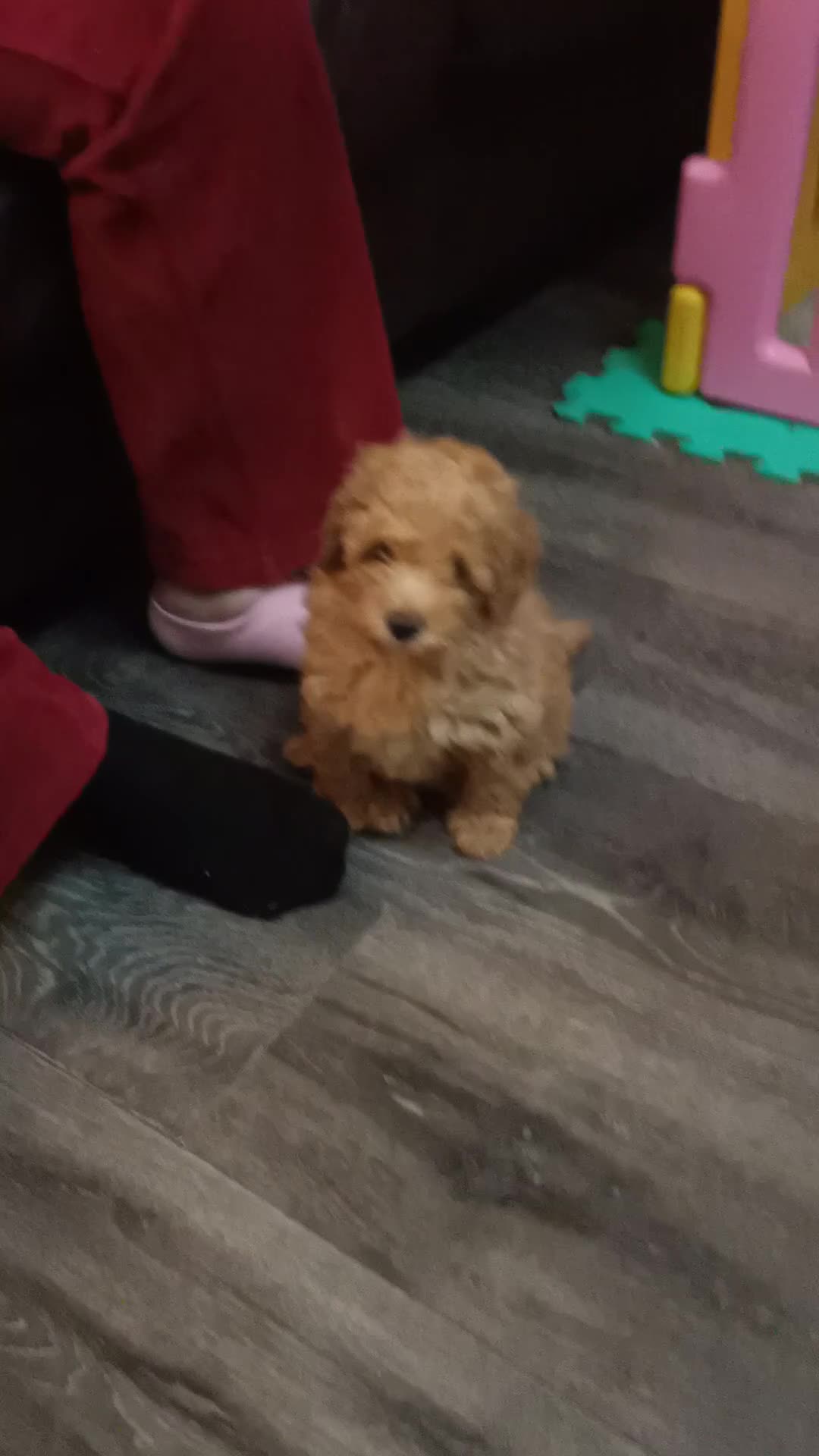Toy Poodle dogs for sale: Beautiful Toy Poodle puppies. in Ashton-under-Lyne - Video 1