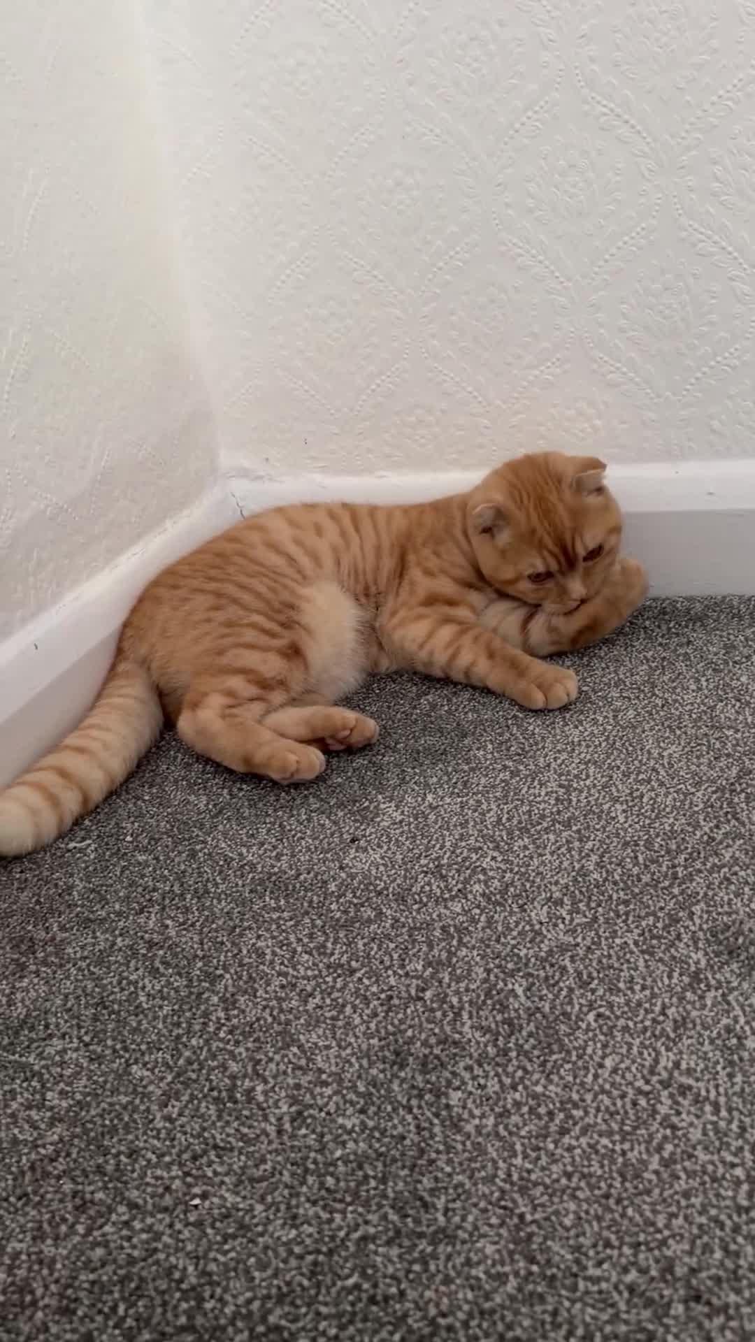Mixed Breed cats for sale: Affectionate British Shorthair for sale in Tipton - Video 1