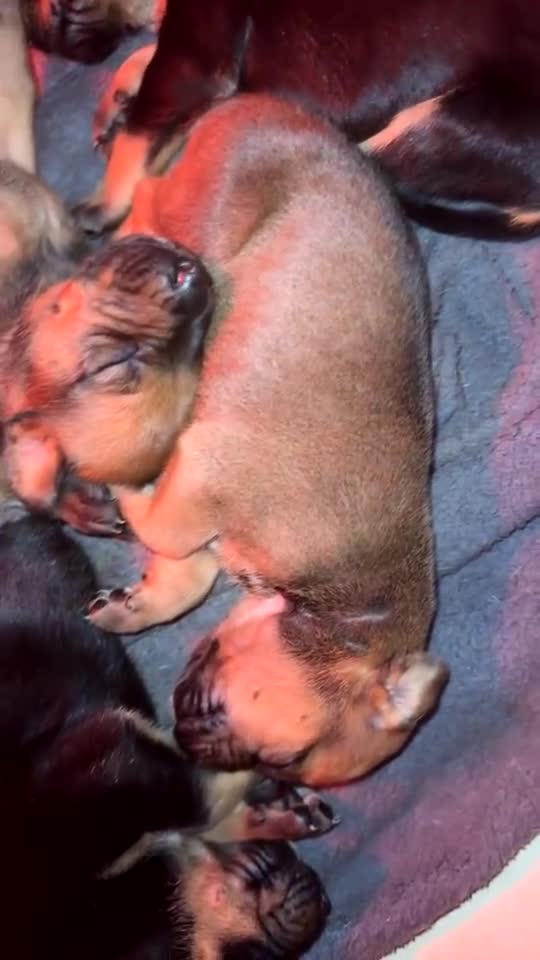 Mixed Breed dogs for sale: Puppy’s available  - Video 1