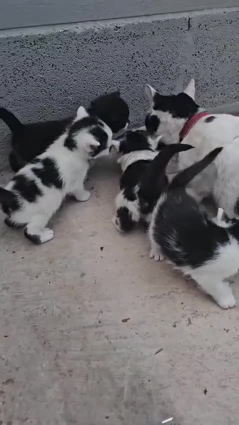 Domestic Shorthair cats for sale: mother cat and 4 kittens all together - Video 2