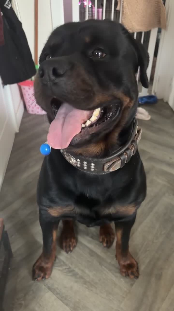 Rottweiler dogs for sale: 8 weeks take home old  Rottweiler puppy’s  - Video 2