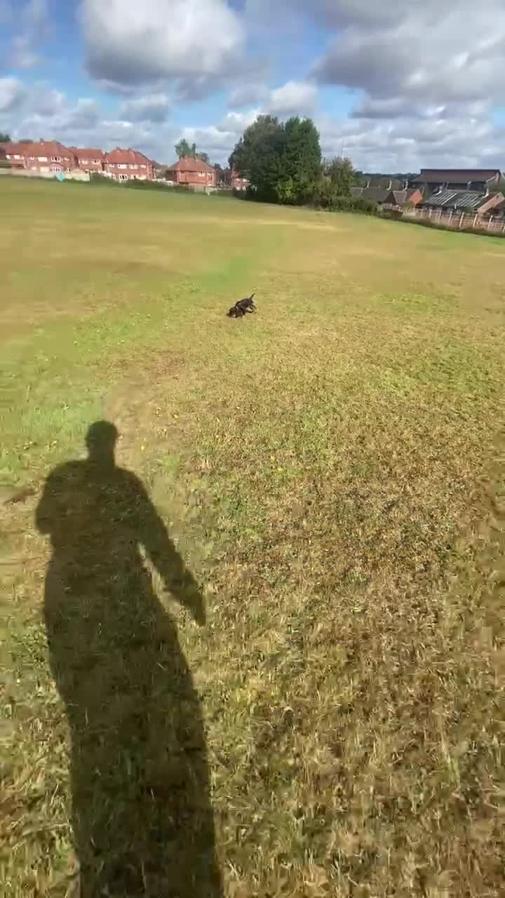 Cocker Spaniel dogs for sale: Trained Cocker Spaniel for sale *Reserved* - Video 2