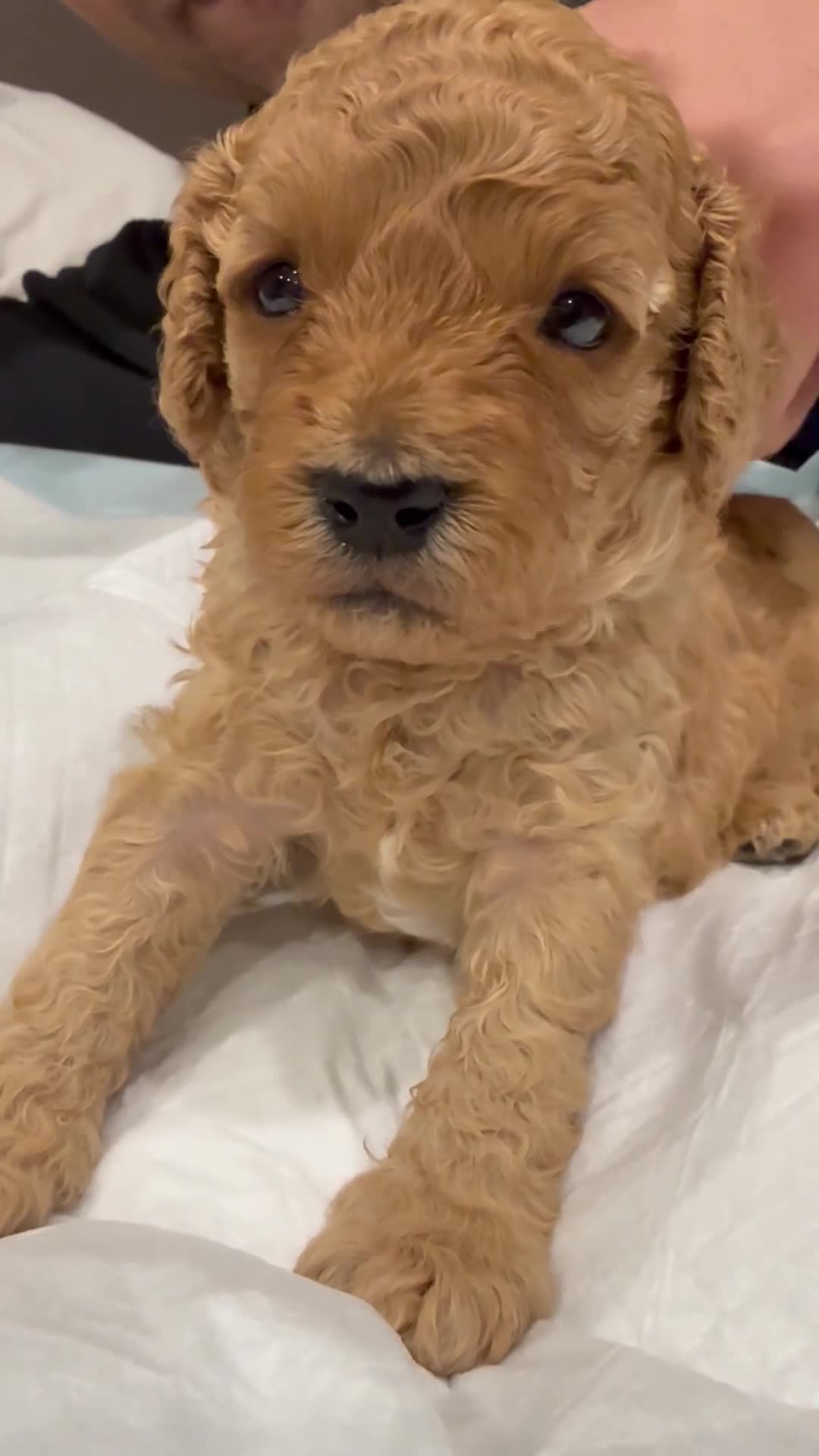 Cavapoo dogs for sale: F1B Cavapoos For Sale - 2 girls left - Video 5