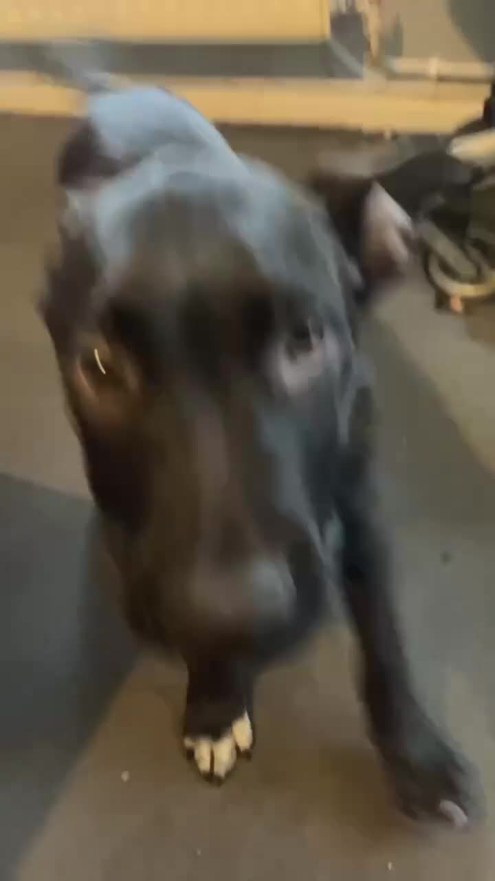 Mixed Breed dogs for sale: Male Canecorso/ presa  - Video 2