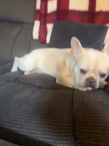 French Bulldog dogs for stud: French bulldog for STUD - Video 1