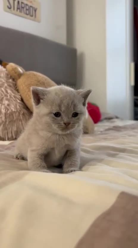 British Shorthair cats for sale: Champion Sired GCCF British Shorthair Kittens - Video 1