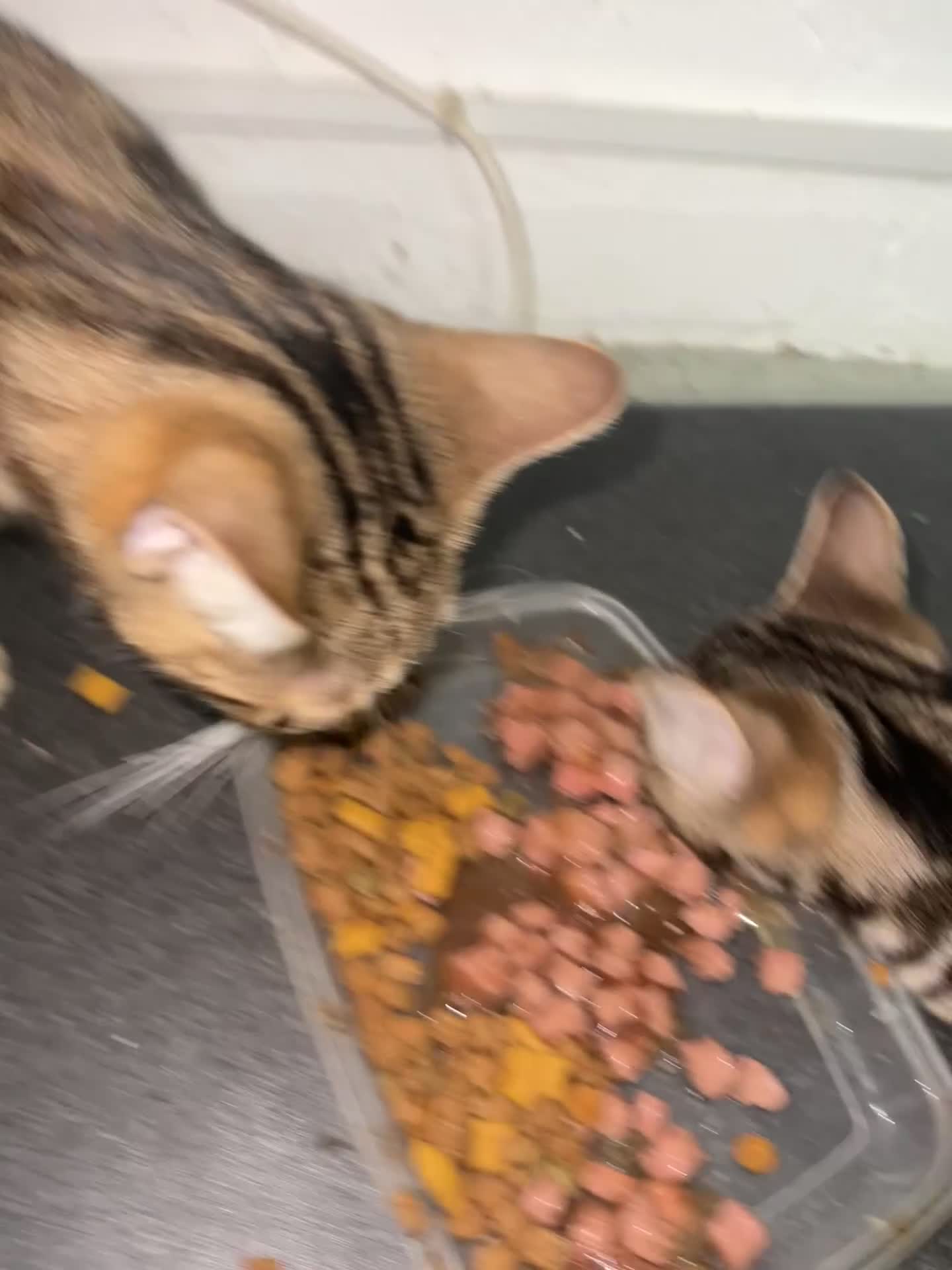 British Shorthair cats for sale: Wonderful cat family looking for a new home! 🐱 - Video 2