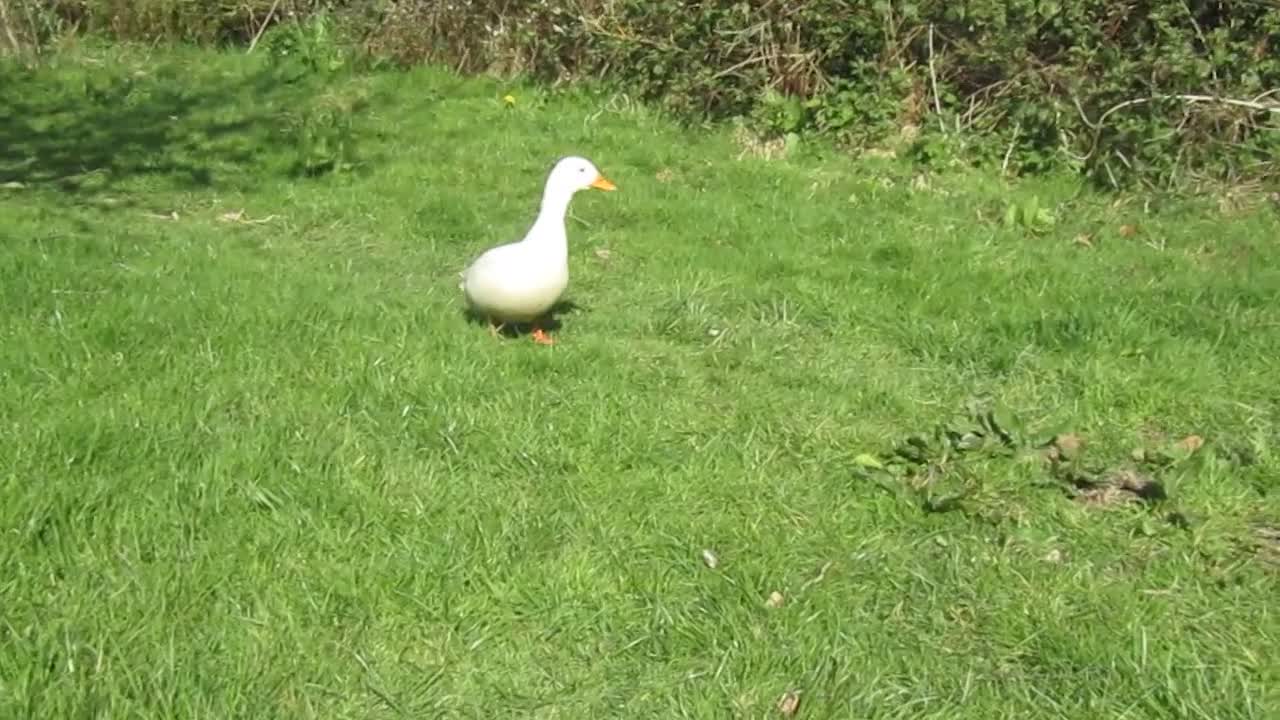 Mixed Breed birds for sale: Call ducks in Crediton - Video 1