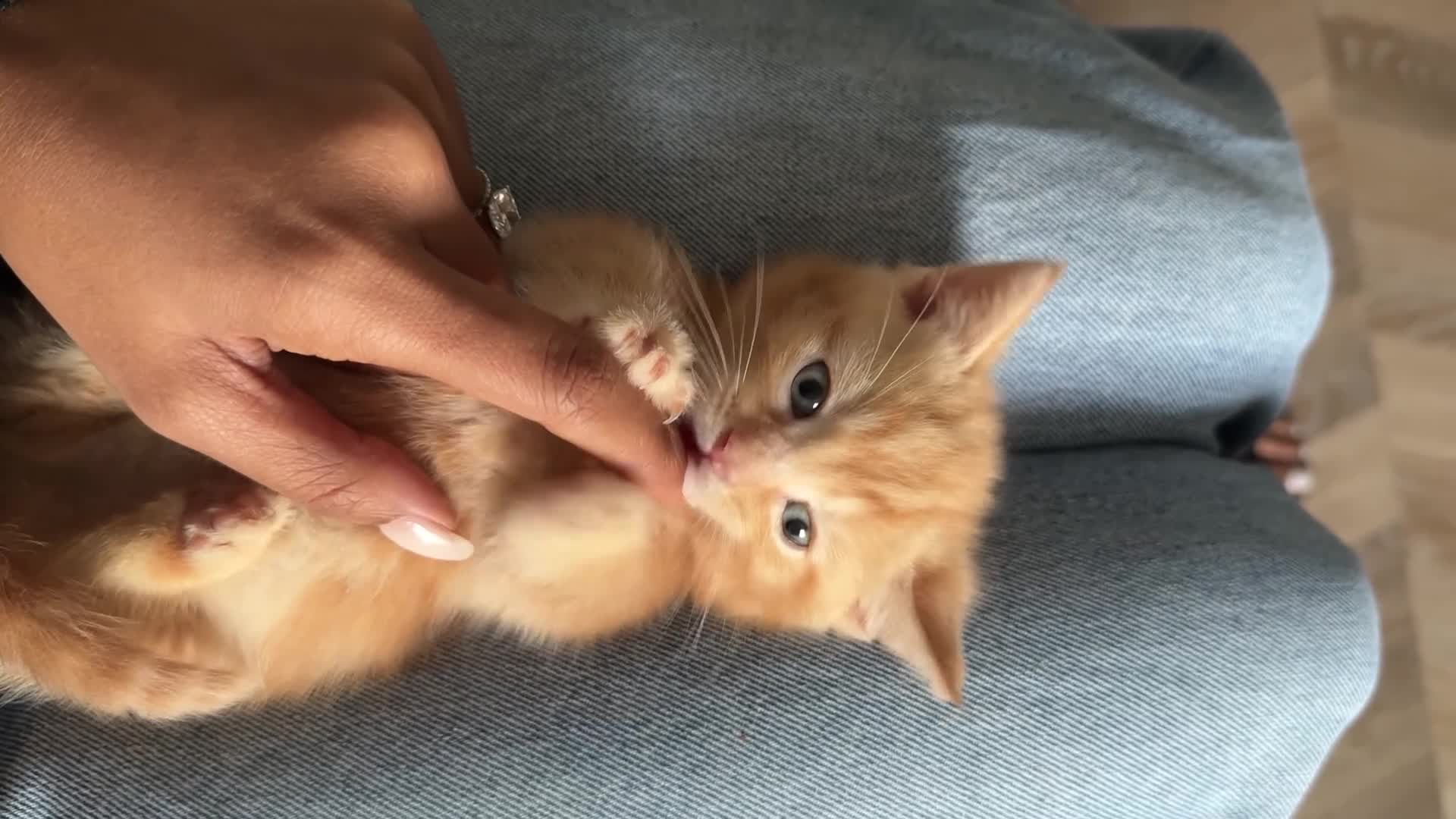 Munchkin cats for sale: stunning standard munchkins - Video 3